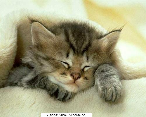 Pisici - Delia_Corny - Animale
