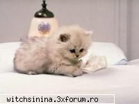 Pisici - celina rose - Animale